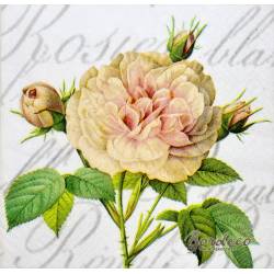 BRAUN+COMPANY Niemcy